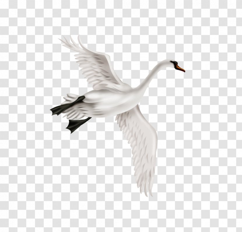 Mute Swan Bird Duck - Photography - White Crane Transparent PNG