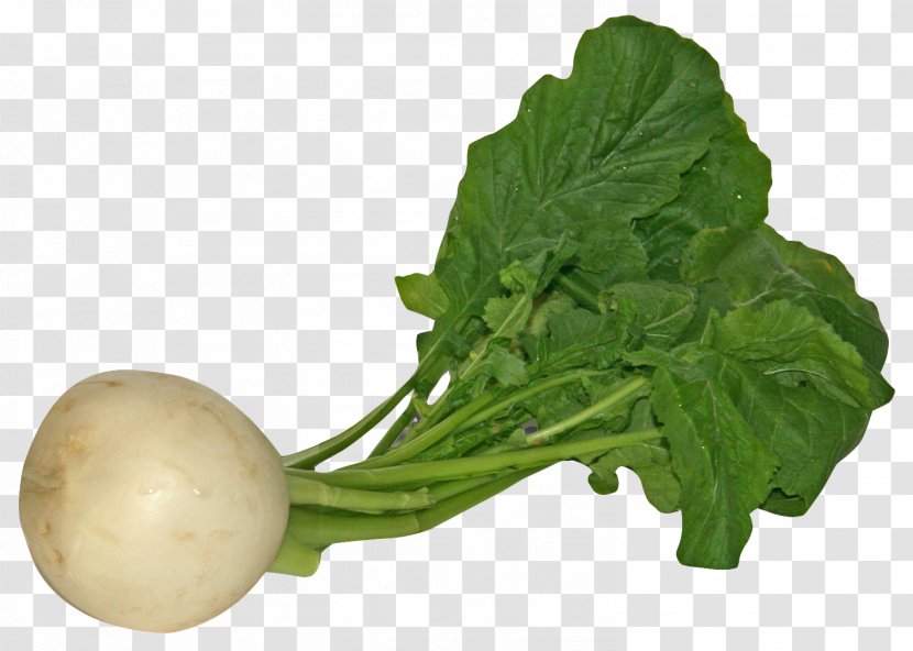 Daikon Spring Greens Turnip Vegetable Transparent PNG