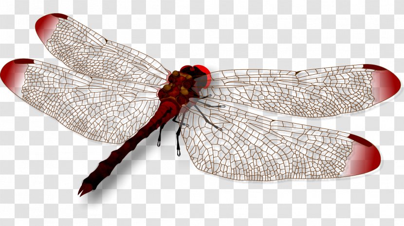 Insect CorelDRAW Clip Art - Corel Photopaint - Dragonfly Transparent PNG