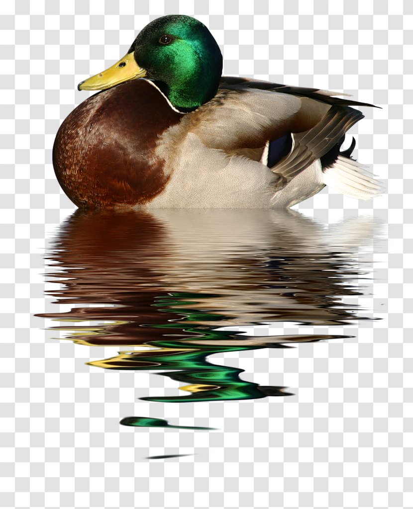 Duck Goose Bird Mallard Trumpeter Swan - Fauna Transparent PNG