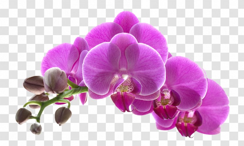 Orchids Flower Purple - Pink - Flowers Download Transparent PNG