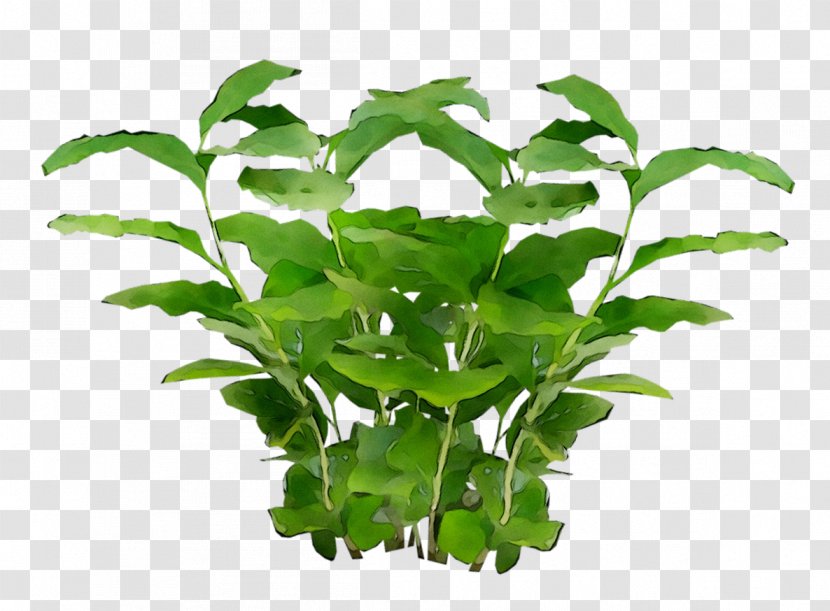 Clip Art Plants Common Ivy Vine - Herb Transparent PNG