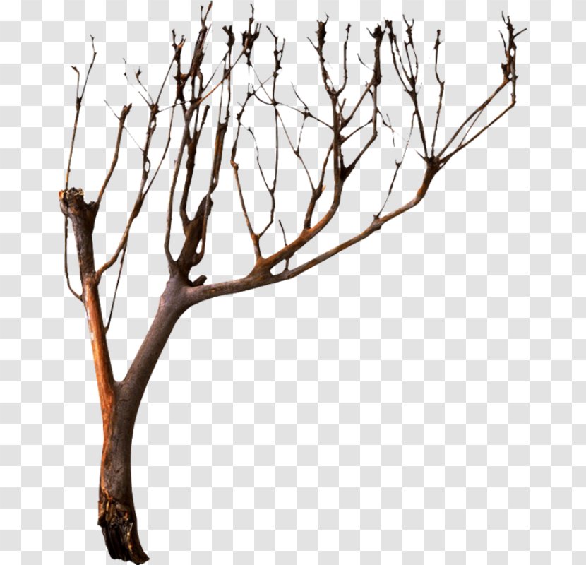 Tree Branch Clip Art - Flower Transparent PNG