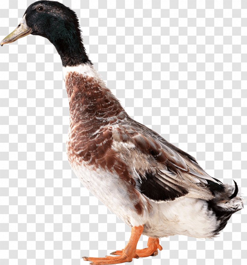 Duck User Interface - Ducks Geese And Swans - Image Transparent PNG