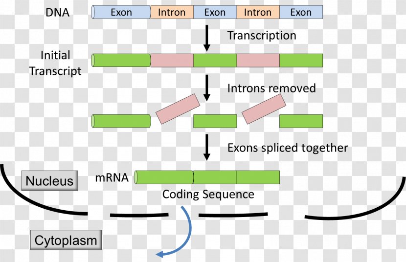 Intron Exon RNA Splicing Messenger Primary Transcript - Nucleotide - Transcription Transparent PNG