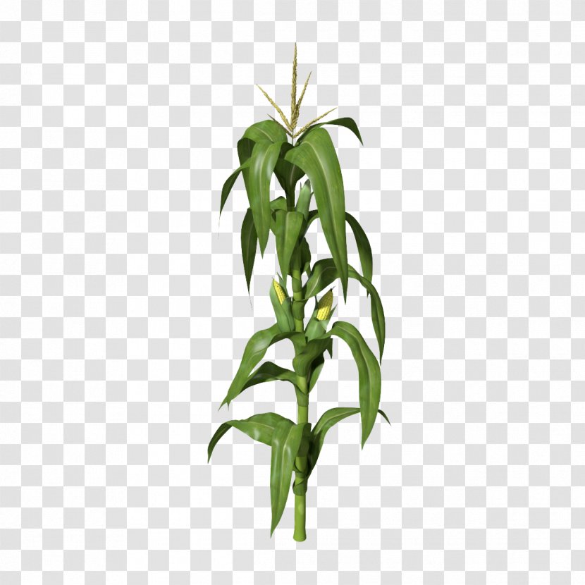Maize 3D Computer Graphics Stock Photography Clip Art - Flowerpot - Corn Plant Clipart Transparent PNG