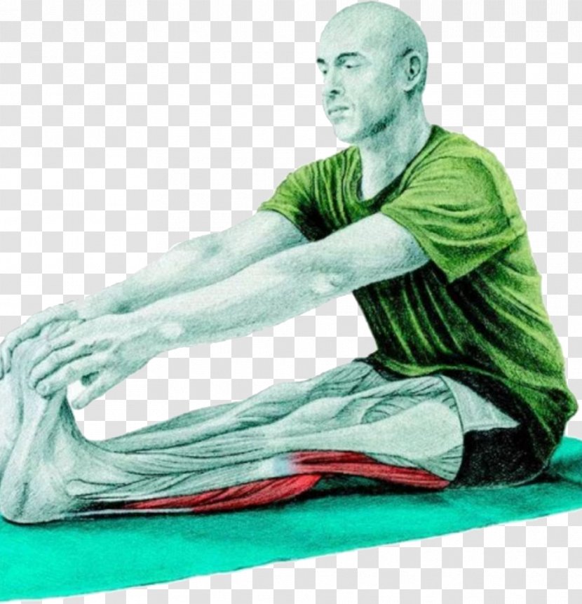 Stretching Muscle Toe Hamstring Calf - Range Of Motion Transparent PNG