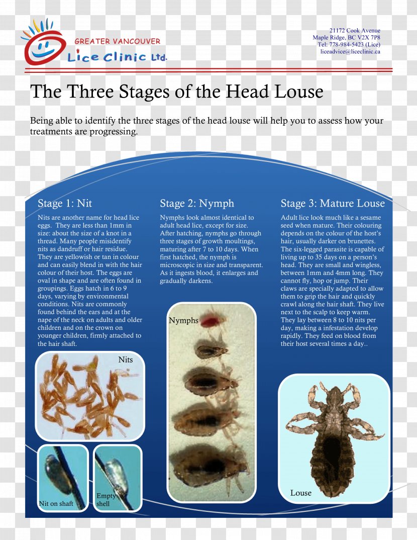 Louse Greater Vancouver Lice Clinic Comb Organism - Shampoo Transparent PNG