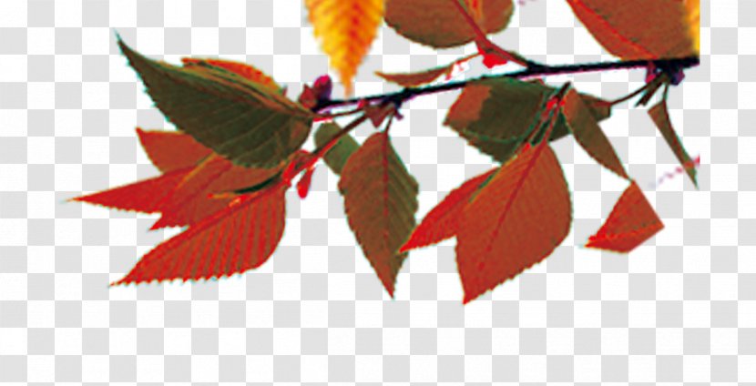 Maple Leaf Autumn Color - Petal - Leaves Transparent PNG