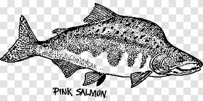 Fish Pink Salmon Chum Drawing Transparent PNG