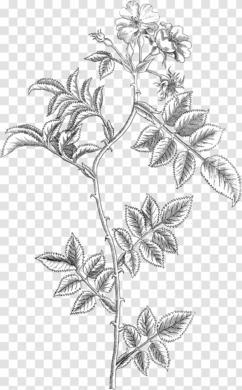 Twig Leaf Plant Stem Line Art Sketch - Flower Transparent PNG