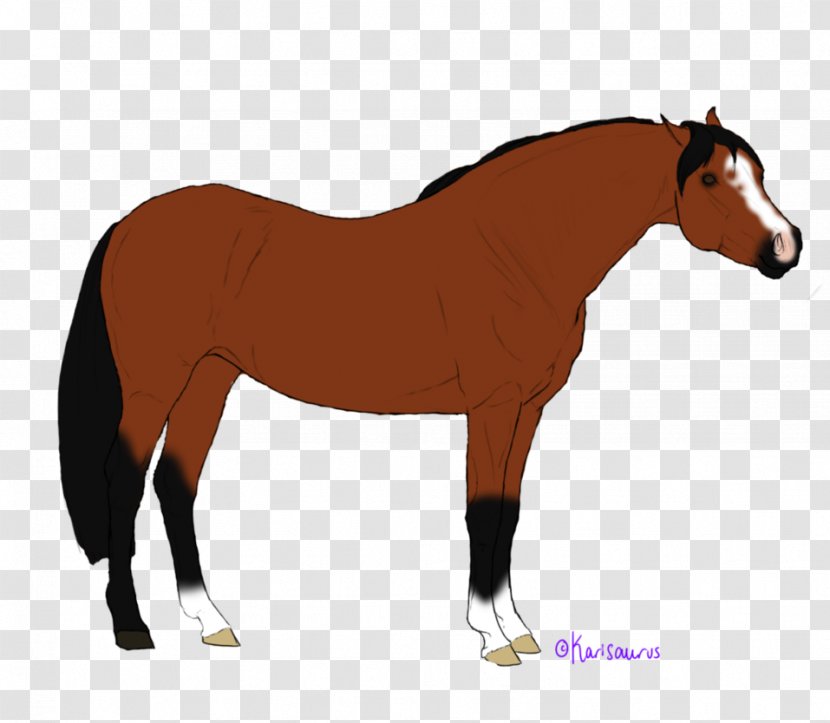 Foal Stallion Mustang Mare Colt - Sorrel - Pre-sale Transparent PNG