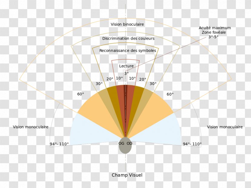 Visual Field Of View Perception Binocular Vision Eye - Diagram - Angle Transparent PNG
