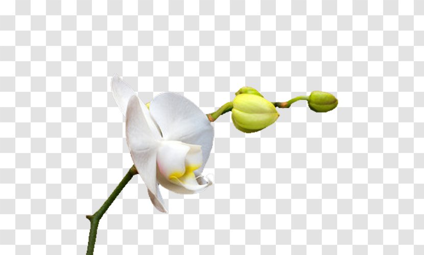Orchids Download Icon - Flowering Plant - White Orchid Flowers Transparent PNG