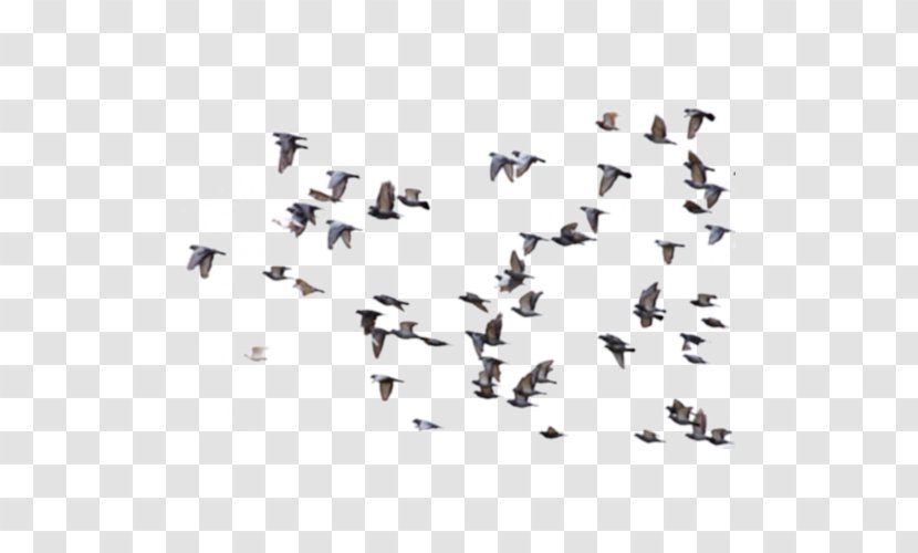 Bird Rock Dove Columbidae Flight Avialae - Swan Goose - Excellent Transparent PNG