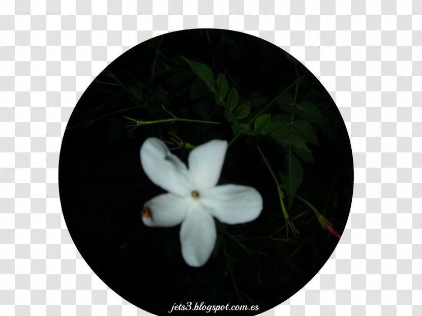 Common Jasmine Olives Shrub Flower Plant - Jasminum Officinale Transparent PNG