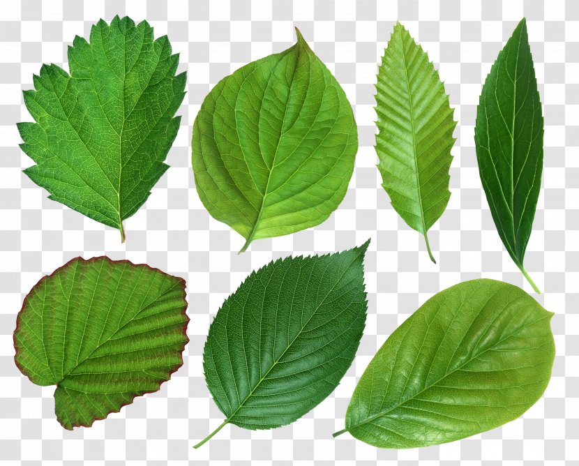 Flower Leaflet Color Lilium - Herbalism - Green Leaves Transparent PNG