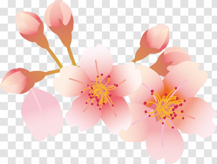 Cherry Blossom Petal - Peach - Petals Transparent PNG