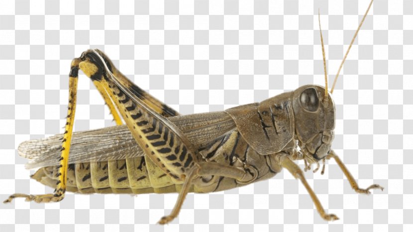 Violet-winged Grasshopper Insect Cricket Locust Transparent PNG