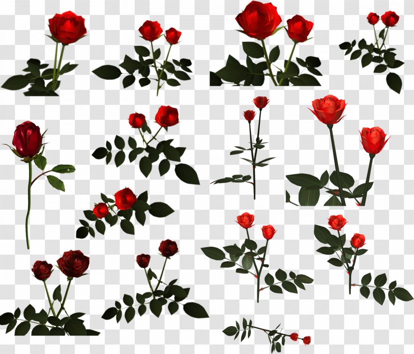 Cut Flowers Garden Roses Petal - Red - Rose Decorative Transparent PNG
