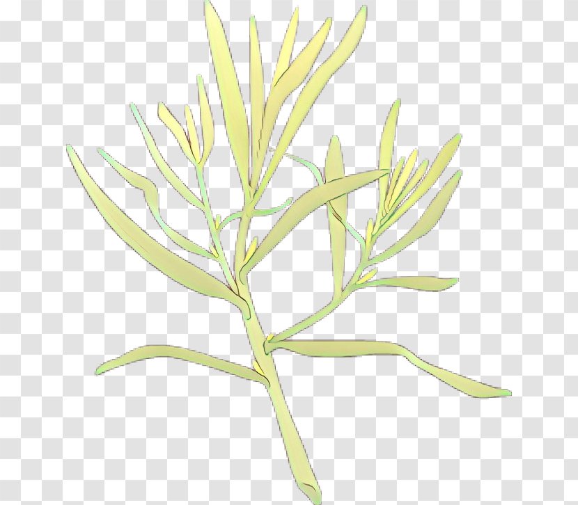 Twig Plant Stem Leaf Commodity Flower - Botany Transparent PNG