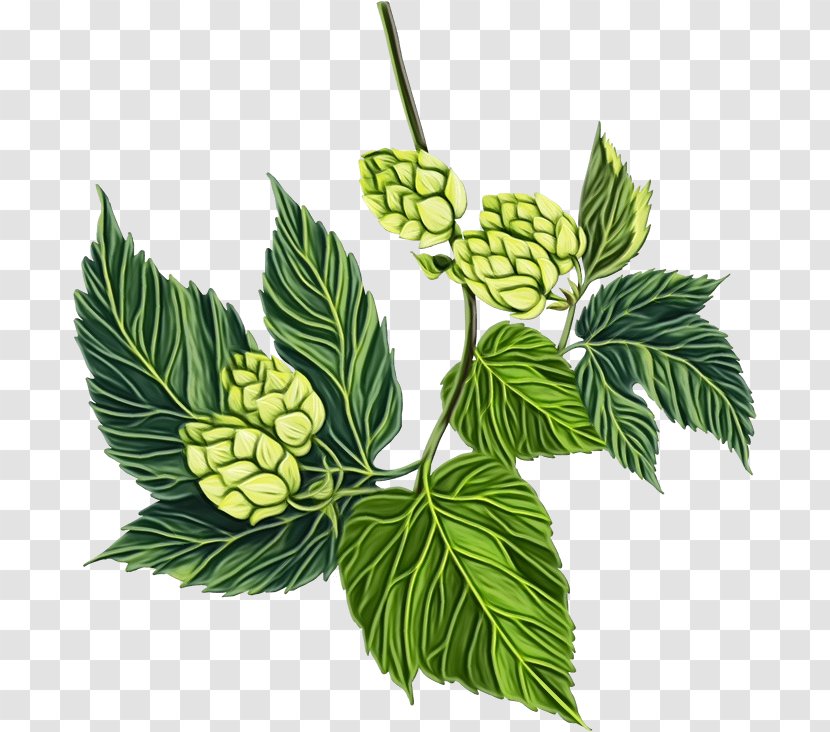 Leaf Humulus Lupulus Plant Flower Branch - Herb Swamp Birch Transparent PNG