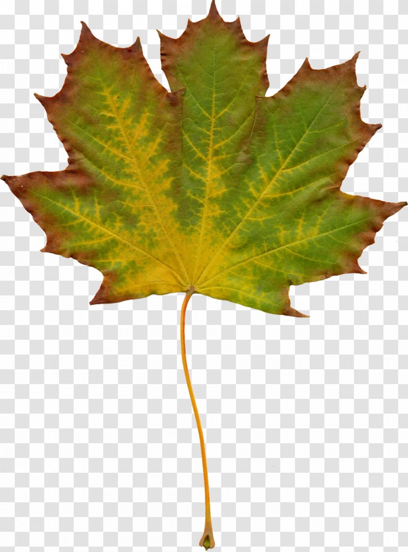 Desktop Wallpaper Nature Clip Art - Plane Tree Family - Autumn Leaves Transparent PNG