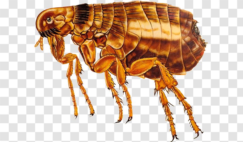 Insect Echidnophaga Gallinacea Flea Pest Control Dog - Arthropod Transparent PNG