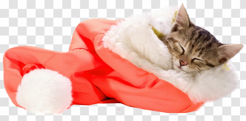 Kitten Cat Santa Claus Pet Sitting Christmas - Cats Dogs - Sleeping Transparent PNG
