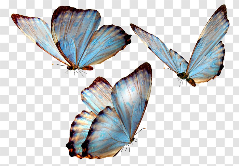 Butterfly Desktop Wallpaper Clip Art - Organism - Frame Transparent PNG
