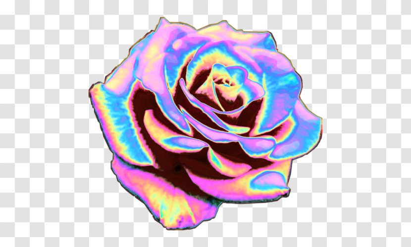 Rainbow Rose Garden Roses T-shirt Cabbage Cut Flowers - Pink Transparent PNG