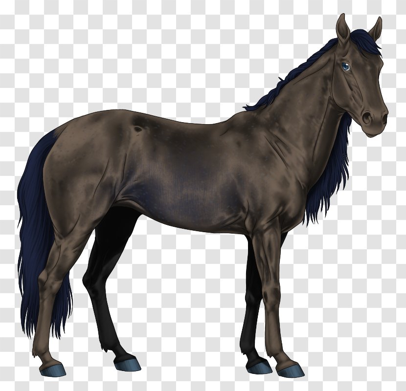 Mustang American Paint Horse Stallion Arabian Quarter - Supplies Transparent PNG