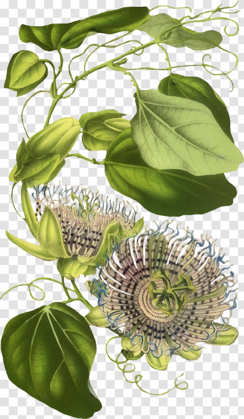 Herbalism Flowering Plant Floral Design Leaf - Tree Transparent PNG
