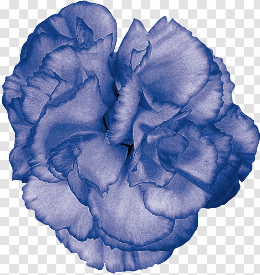 Petal - Plant - Organism Transparent PNG