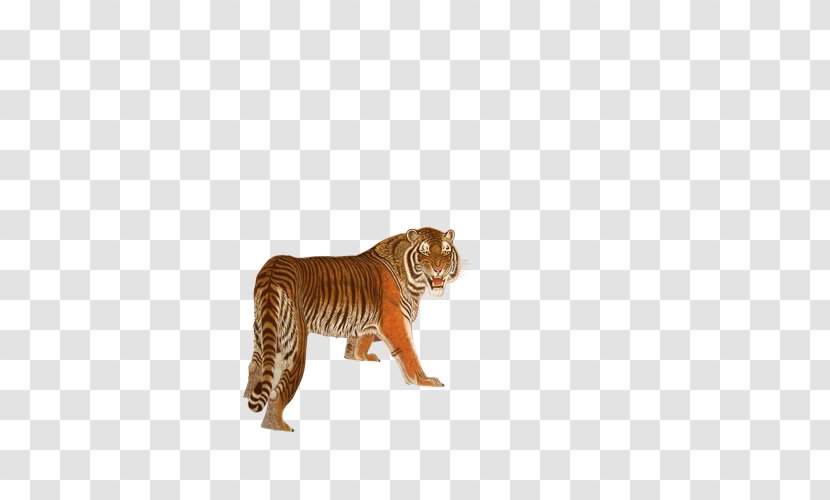 South China Tiger Bengal Euclidean Vector - Wildlife Transparent PNG