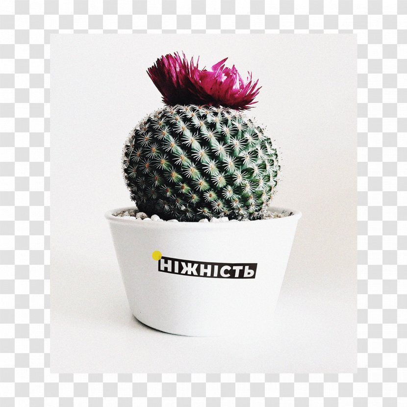 Cactus Succulent Plant Plants Flower Schlumbergera - Flowerpot Transparent PNG