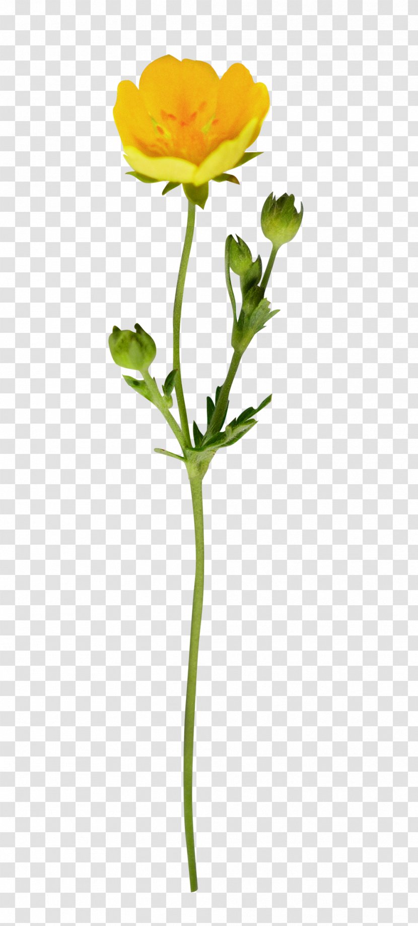 Flower Plant Pedicel Yellow Stem - Bud - Cut Flowers Transparent PNG