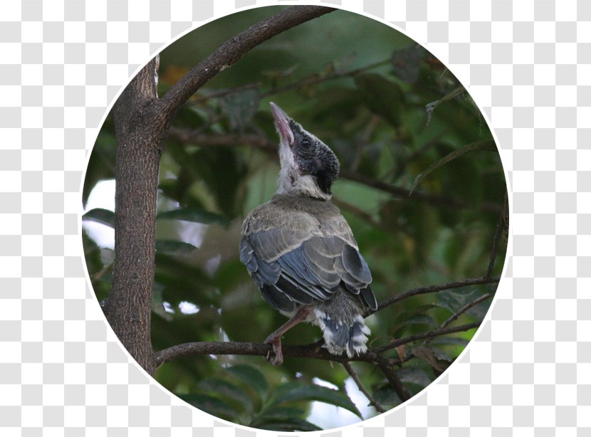 Blue Jay Beak Feather - Branch Transparent PNG