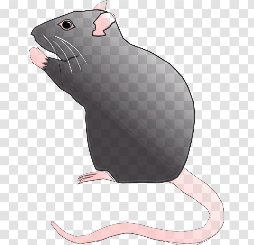 Hamster - Cartoon - Gerbil Transparent PNG