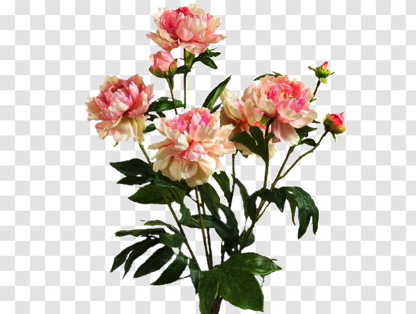 Garden Roses Pink Illustration Flower - Floral Design - Hydrangea Transparent PNG