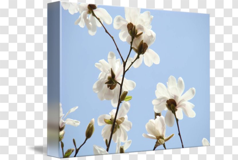 Flower Petal Pollinator ST.AU.150 MIN.V.UNC.NR AD Greeting & Note Cards - Spring - Magnolia Painting Transparent PNG