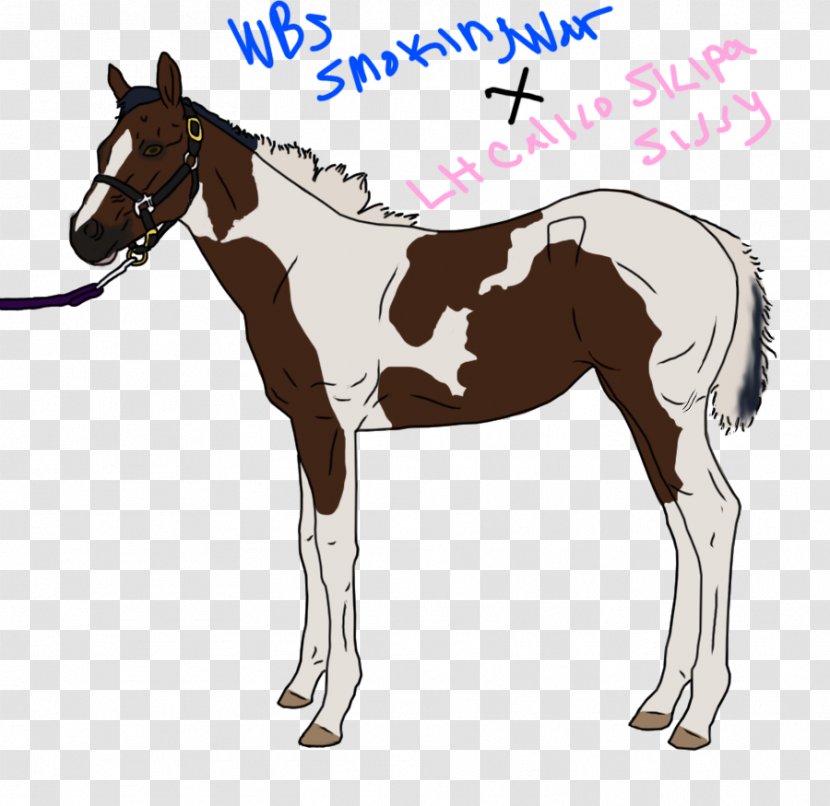 Mule Foal Stallion Mustang Colt - Rein Transparent PNG