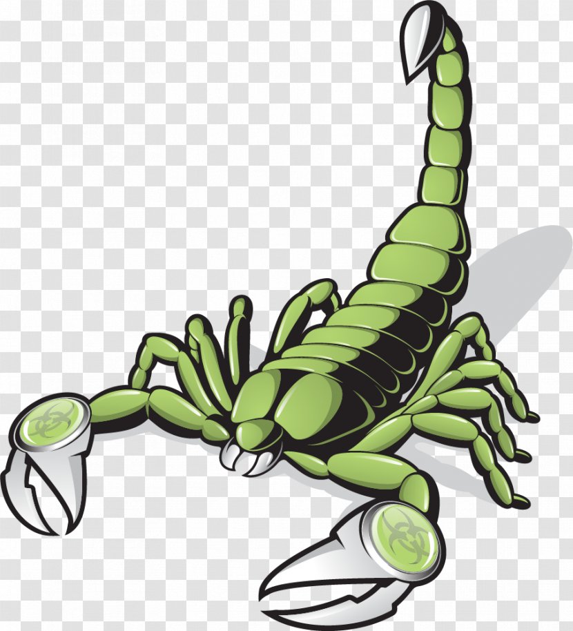 Scorpion Green Clip Art - Plant - Vector Painted Transparent PNG