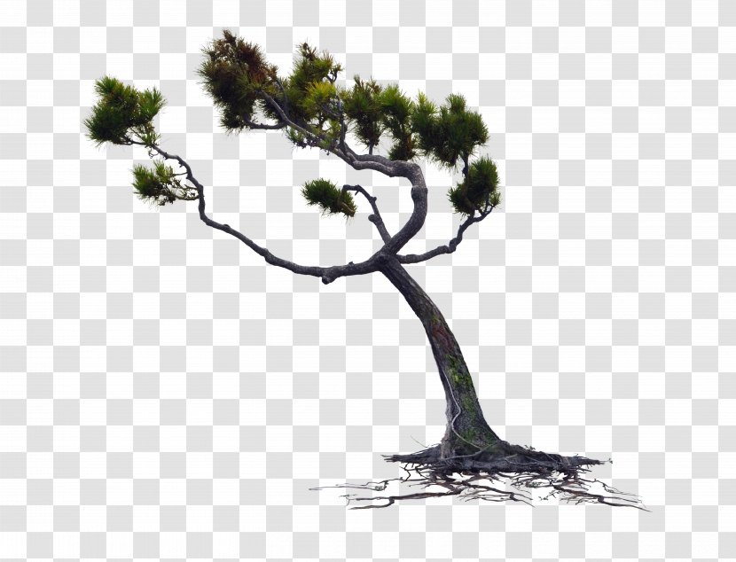 Pine Tree Clip Art - Cedar Transparent PNG