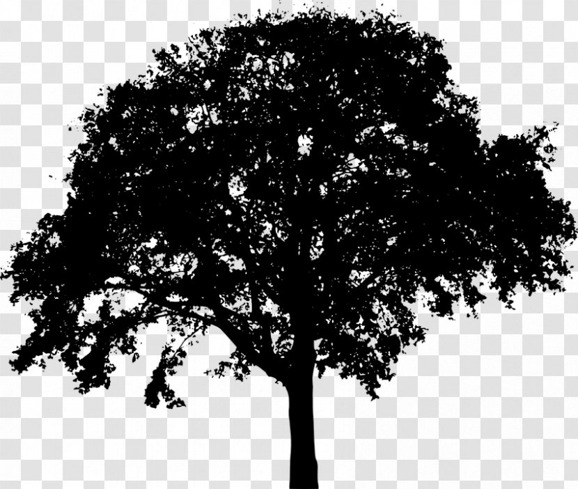 Clip Art Tree Vector Graphics Image - Leaf - Black Branch Transparent PNG