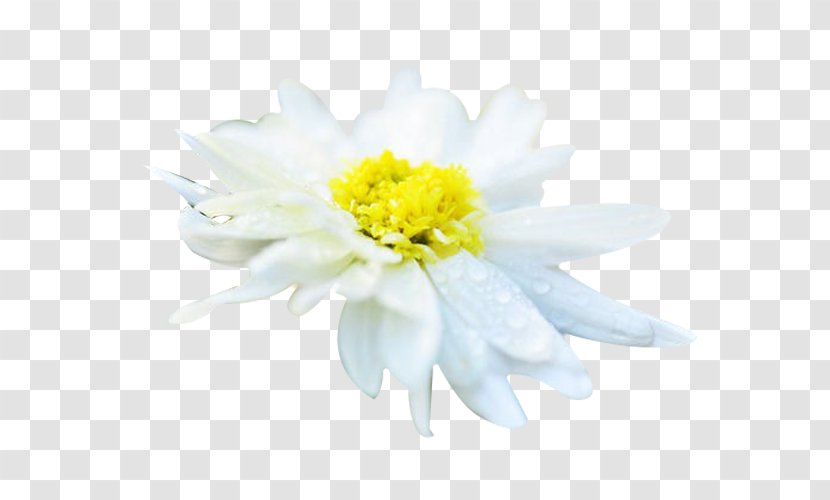 Chrysanthemum Xd7grandiflorum Tea Euclidean Vector Resource - Hang White Picture Material Transparent PNG