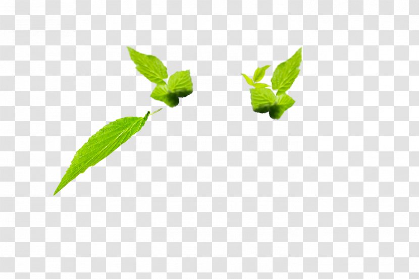Leaf Plant Stem Herb Transparent PNG