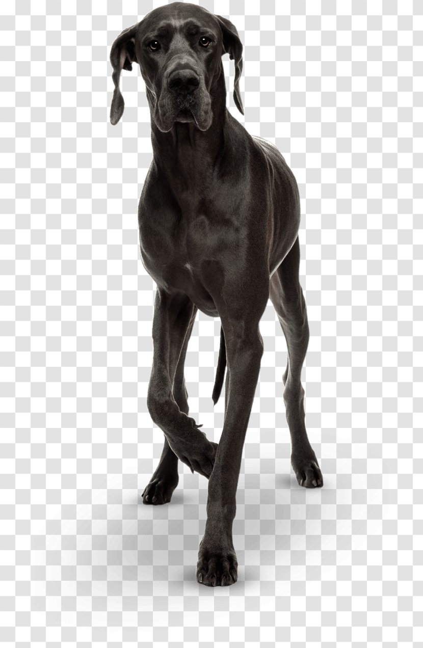 Great Dane Cane Corso Dog Breed Puppy Giant George Transparent PNG