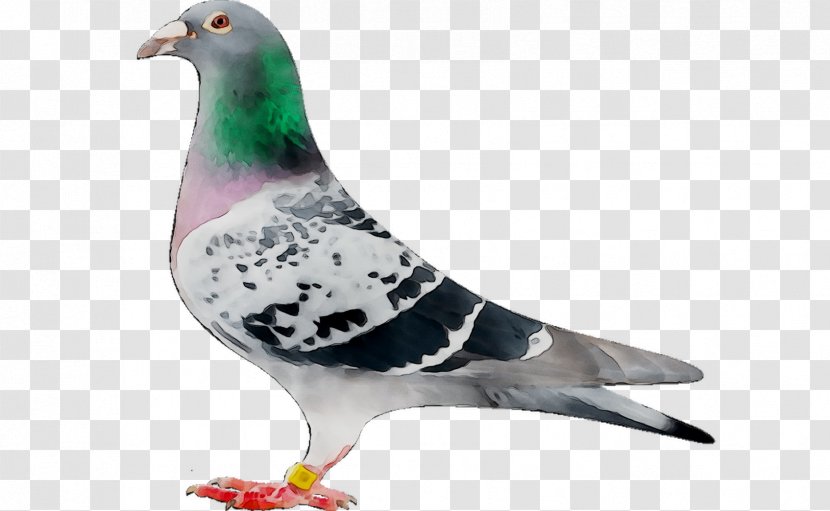 Stock Dove Pigeons And Doves Beak Feather Transparent PNG