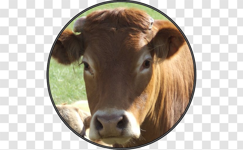 Dairy Cattle Calf Beef Brown Swiss Holstein Friesian - Cow - Funny Transparent PNG